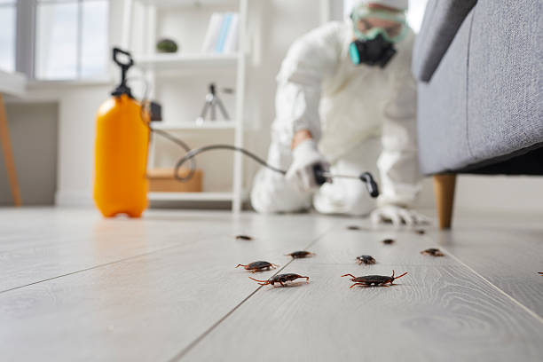 Post-Treatment Bed Bug Interceptor Monitoring in Bethel